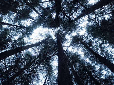 Sunlight shining through the trees of pine