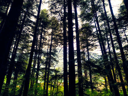 Sunset sky shining through the trees in the forest