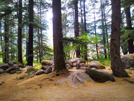 Sunlight shining from deodar trees along with big stones placed under the trees in the parkの写真素材