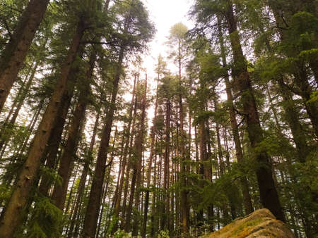 Sunlight shining from the forest of pine trees in the afternoon.