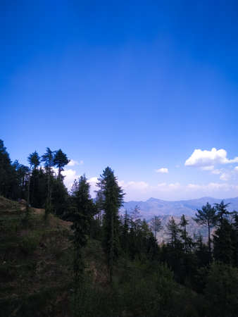beautiful mountains and pines,View of mountains and pines in spring,Aerial View On Spacious Pine Forest At Evening,mountain and pine viewの写真素材