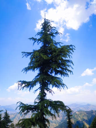 pine tree on sky background with mountain and cloudsの写真素材
