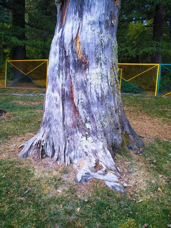 A dry tree in the park