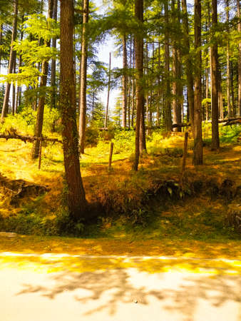 autumn forest in the morning