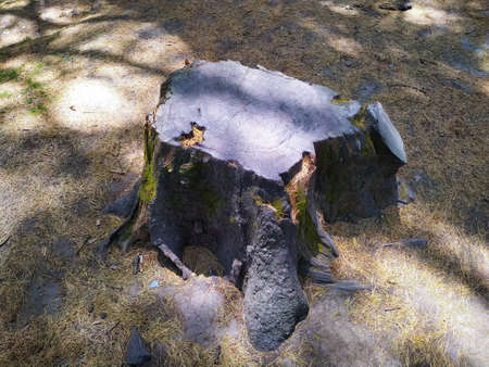 Old root of a pine tree in the forest.の写真素材