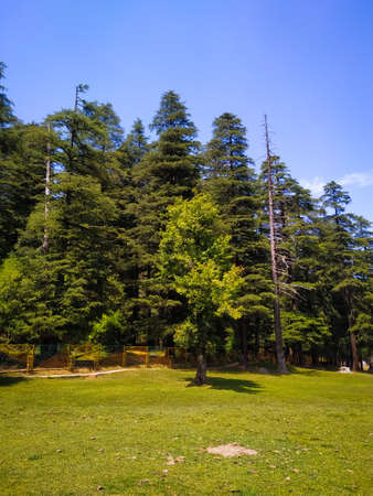 Pine trees in the park with blue sky