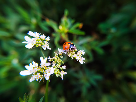 Ladybug on a white flower in the farm. Macro photo.
