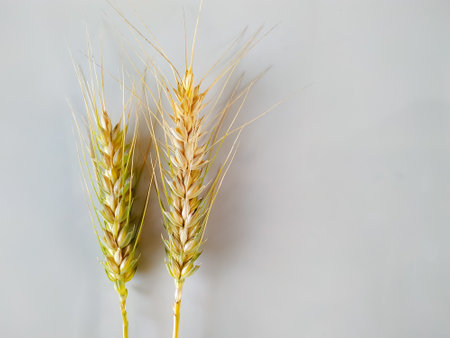 Ears of wheat on a white background. Close-up.の写真素材