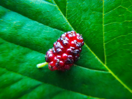Mulberry fruit on a green leaf close-up macro photographyの写真素材