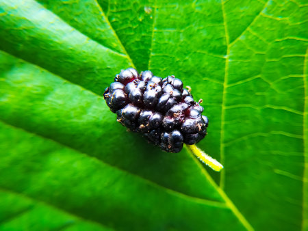 Mulberry on green leaf in the garden. Selective focus.の写真素材