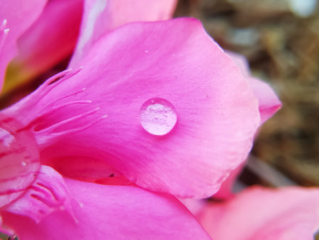Pink oleander flower with water drops on petals, closeupの写真素材