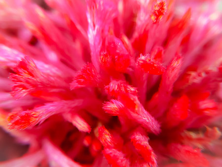 red cockscomb flower close-up as a background. Macroの写真素材