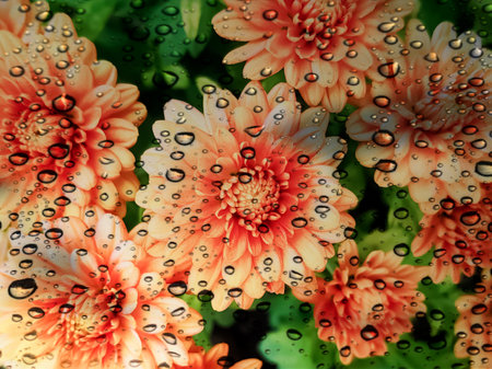 Water drops on orange chrysanthemum flowers with green leaves backgroundの写真素材