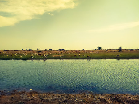 Herd of sheep grazing on the bank of a river at sunsetの写真素材