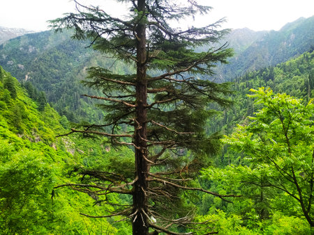 Pine tree in the mountains. Beautiful landscape of green forest.