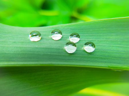 Water drops on green leaf. Nature background. Shallow depth of field. Macro Photography