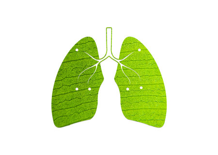 Green trees shaped like human lungs conceptual illustration. lungs shape isolated on white background- Green and ecology concept. world health or World Forestry Dayの写真素材