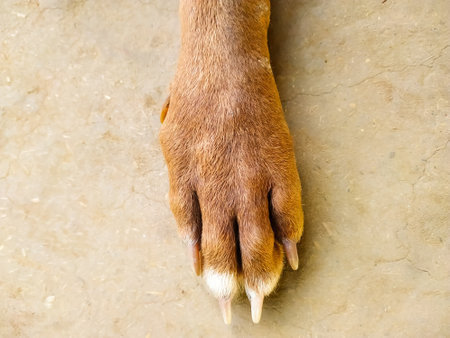 Dog paw on soil floor background. Close up of dog paw.の写真素材