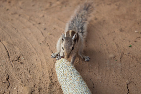 Squirrel eating a grain of millet lying on the ground. Close up.の写真素材