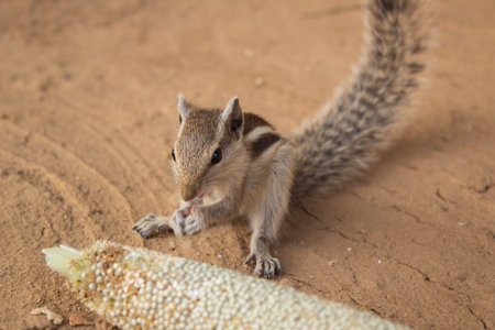 Squirrel eating millet on the ground in the park, India.の写真素材