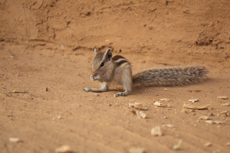 A squirrel picking up a piece of bread from the ground and eating itの写真素材