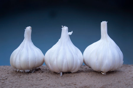 Garlic bulbs on a blue background. Close-up image.の写真素材