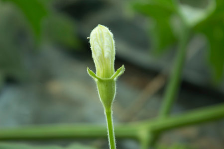 Bottle gourd flower blooming in the garden, closeup of photoの写真素材