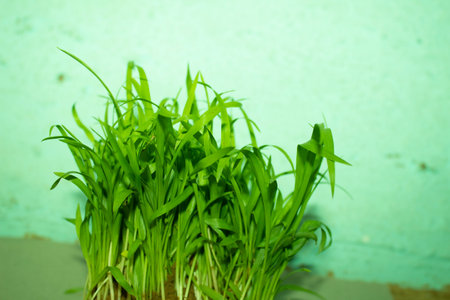 Green sprouts of millet grass in a pot on a green backgroundの写真素材