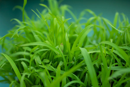 Green grass on a blue background. Selective focus. Shallow depth of fieldの写真素材