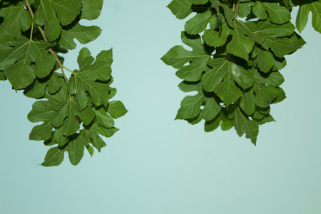 green leaves on a green background, close-up, top view