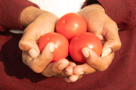 Closeup of a man holding a bunch of tomatoes in her handsの写真素材