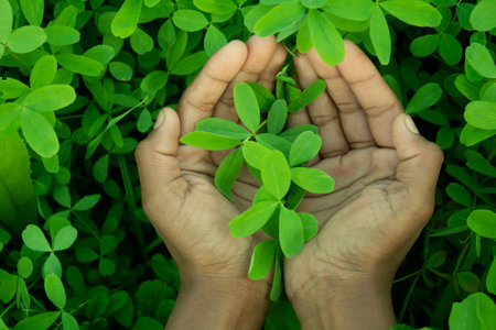 Woman's hands holding a small green plant on the grass background.の写真素材