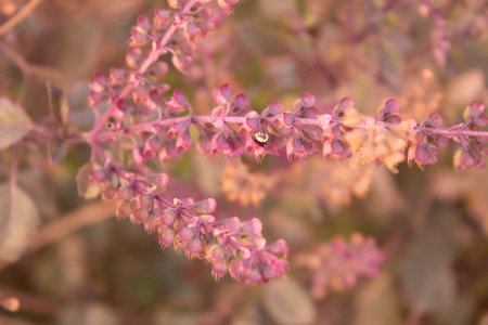 sweet basil flower in nature garden - soft focus and vintage effect picture styleの写真素材