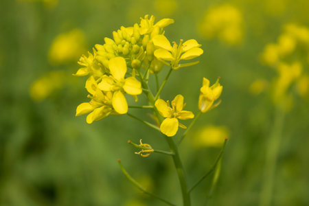 Beautiful mustard flower blossoms in the field, close-up, selective focus
