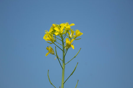 Mustard flowers on blue sky background.