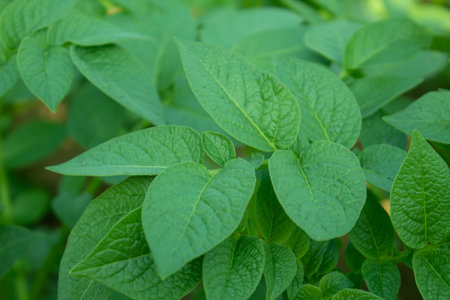 Potato plant in growth at vegetable garden, closeup of green leavesの写真素材
