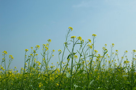 Mustard flowers field with blue sky in the background, India