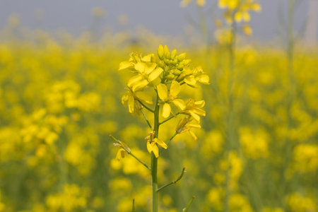 Mustard flower blossoms in a field in springtime, closeup of photo