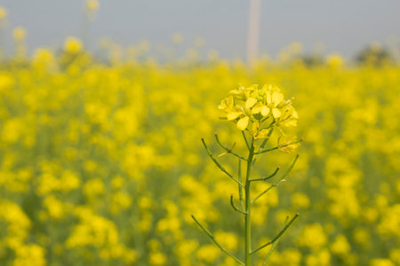Rape blossoms in the field. Selective focus with shallow depth of field.