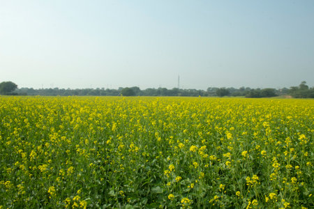 Mustard flowers blossoms in a field in the countryside of India.