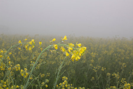 Mustard flower blossoms with dew drops in the morning fog, closeup of photoの写真素材