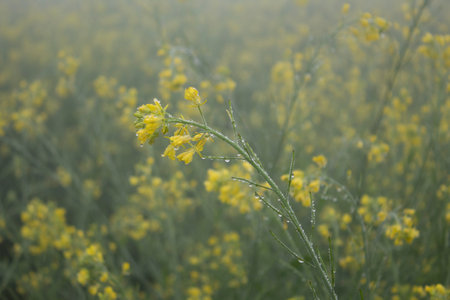 Mustard flower blossoms in the morning mist. Shallow depth of field.の写真素材