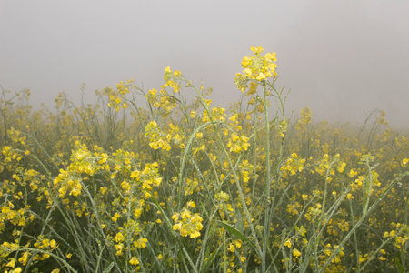 Mustard flowers blossoms in a foggy field with dew drops, closeup of photoの写真素材