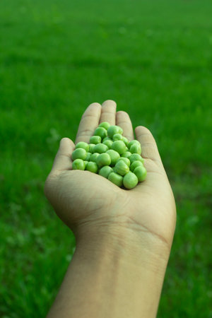 Hand holding a green pea in the garden with green grass backgroundの写真素材