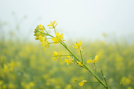 Close up of rape flower blooming in field with fog background.