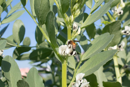 Bee on a broad bean in the field, closeup of photo