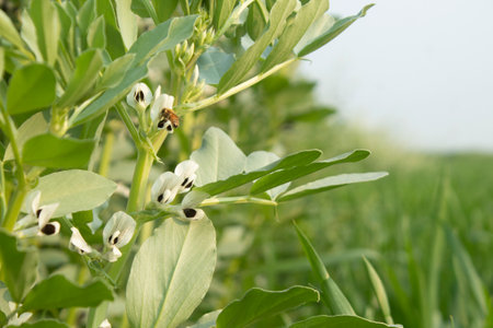Close up of broad bean (Vicia faba) in field