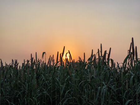 Beautiful sunset over the millet field in the countryside of Rajasthan, Indiaの写真素材