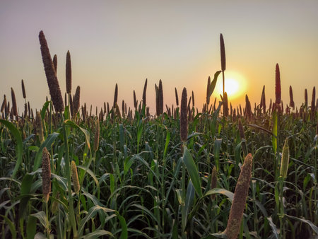 Sorghum or millet fields at sunset in the summer