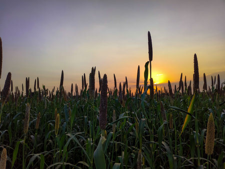Millets (Bajra) field at sunset, Sorghum is a genus of flowering plants in the millet family.
